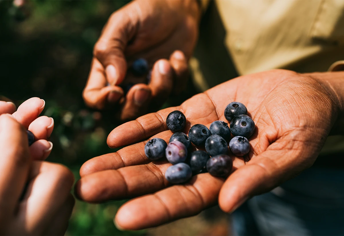 People showing a handful of recently picked blueberries
